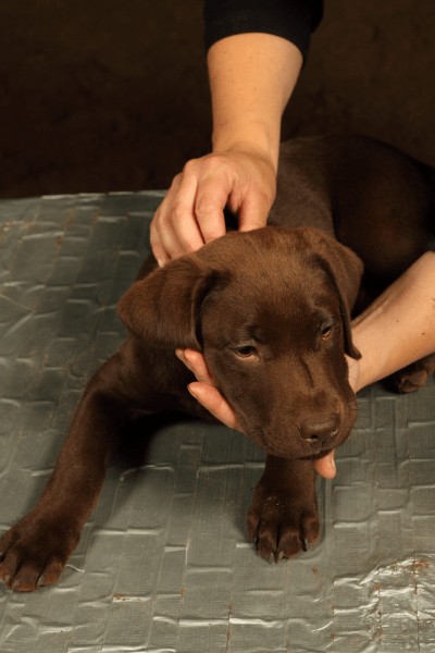 Behandling med kraniosakralterapi på hunde